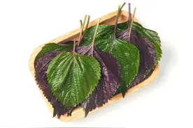 紫苏叶和紫苏子的功效与作用图片