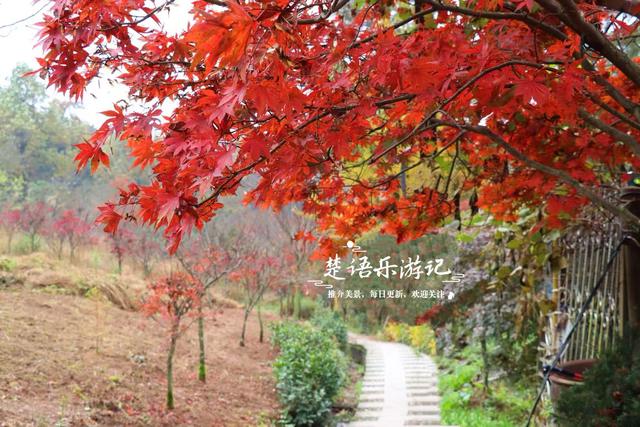 美到封神？余姚这处风景确实名不虚传，斑斓风景正值最佳观赏季