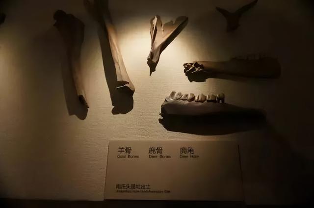 保定徐水砖厂工人在地里挖土，不料，一锹挖出万年前的“农家乐”