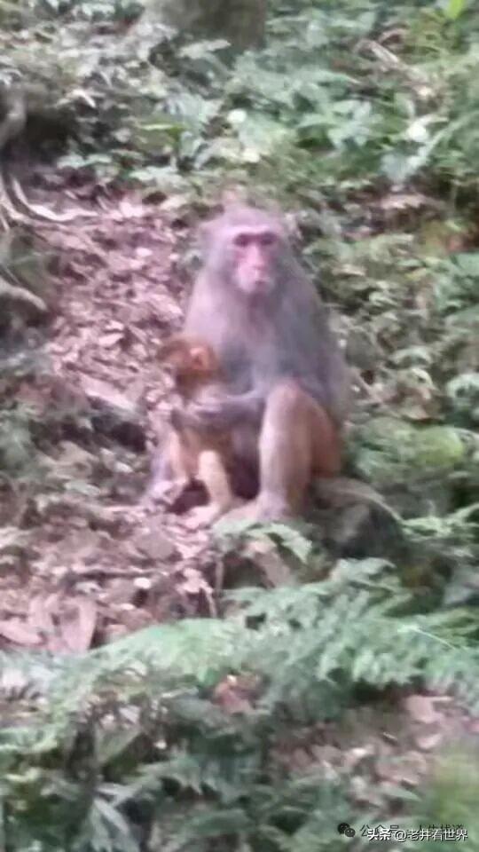 年轻的张家界 || 胡成江