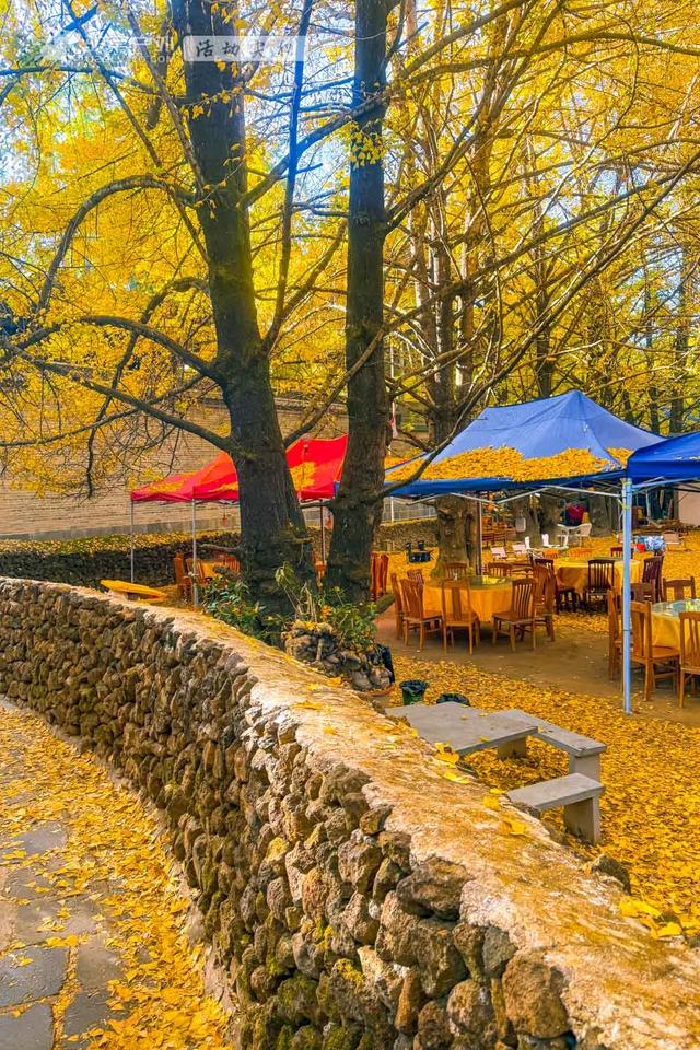 11月的云南腾冲,3000株银杏迎来黄金观赏期,美成人间仙境!