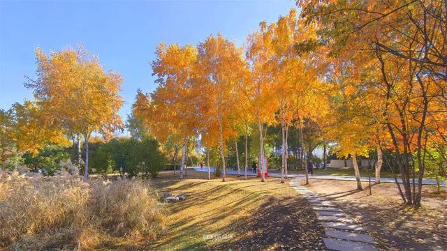 这样的哈尔滨，你见过吗？