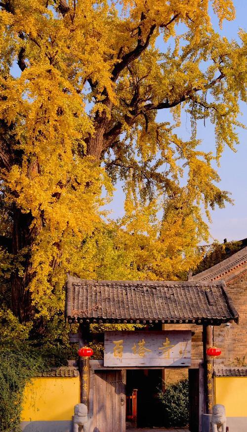 藏在秦岭天子峪里的低调古刹，1700年银杏为伴无商业化知道在哪吗