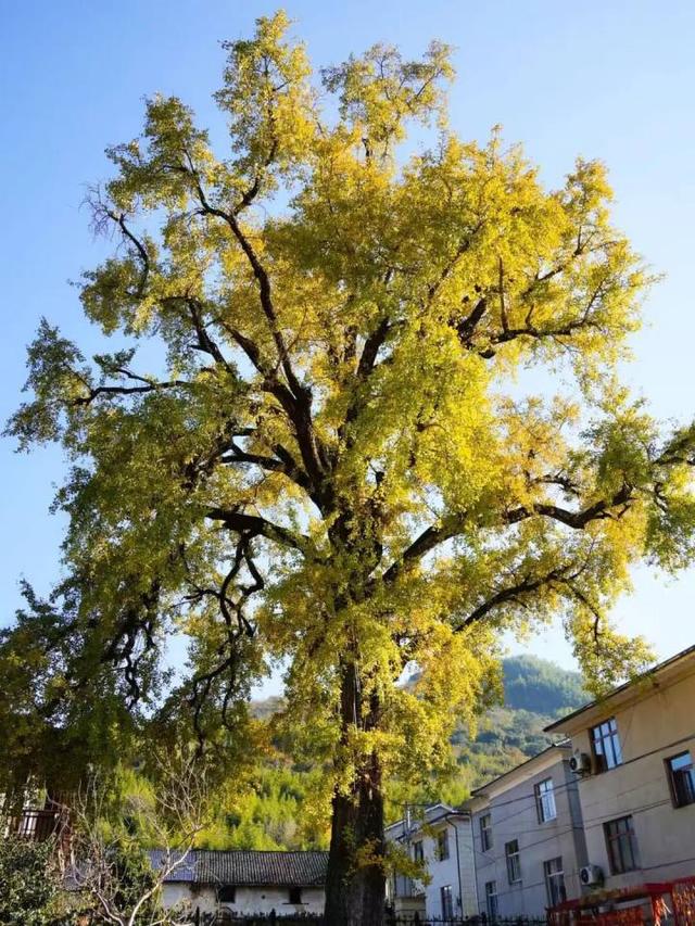 好期待！杭州西南这个银杏谷，进入变色倒计时~