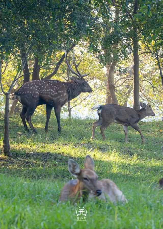 《疯狂动物城》苏州分“城”来啦！