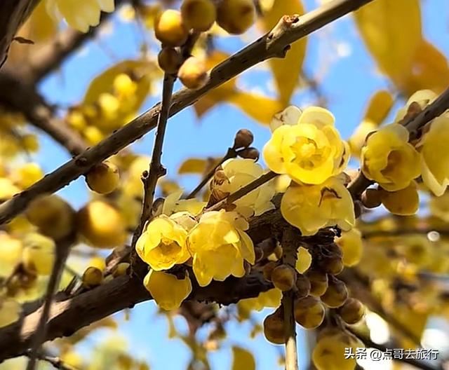 成都还开通这样的地铁线，真佩服！难怪旅游的人都往这里跑！