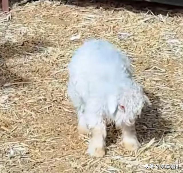 “装死”小羊身价飙至30万，专家：“装死”非“演技	”在线，系因遗传缺陷	，可以人工繁殖更多只