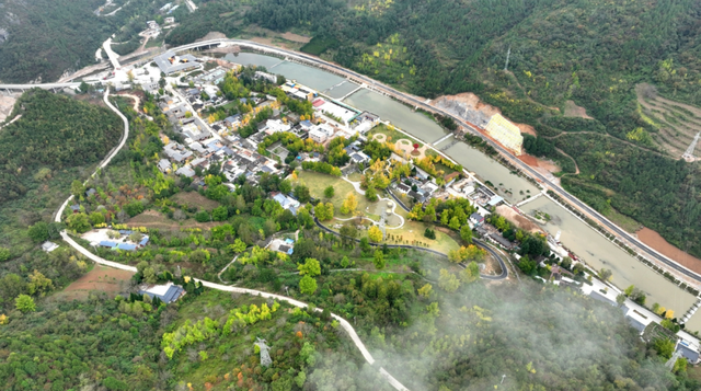 一眼千年！田河村153棵古银杏正“染金”，国庆去这就对了