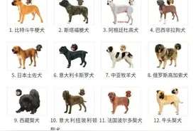 这些狗不能养！多城市禁养犬名单，违者罚款、没收犬只。图片