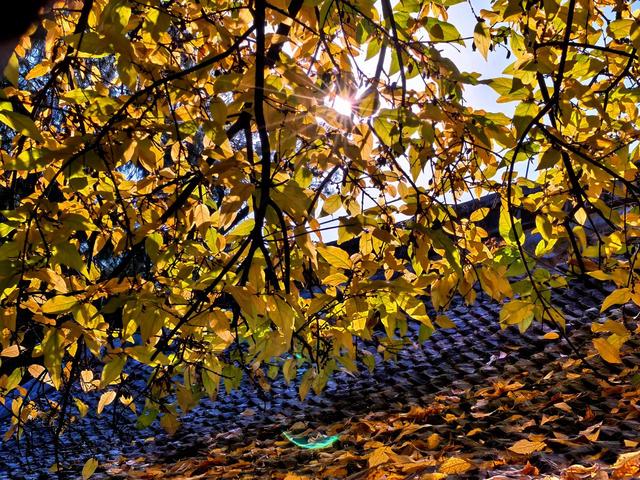 泰山王母池蜡梅初绽 花叶同枝尽显冬日诗意