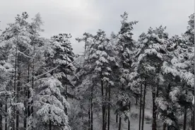 当“美人松”遇上冬雪，长白山“第一奇松”的骨感气质来了！图片
