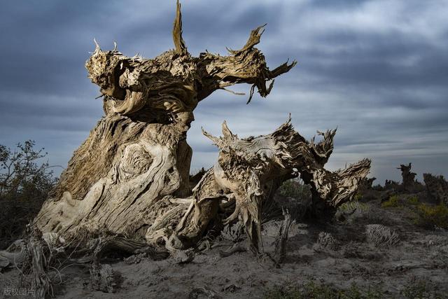 中国 0 差评的胡杨胜地，不输额济纳，胡杨林是内蒙古额济纳的 130 倍