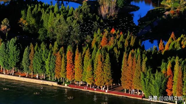 “红”爆！是谁还没有Get昆明的冬天？你知道12月的滇池有多绝？周末冲~
