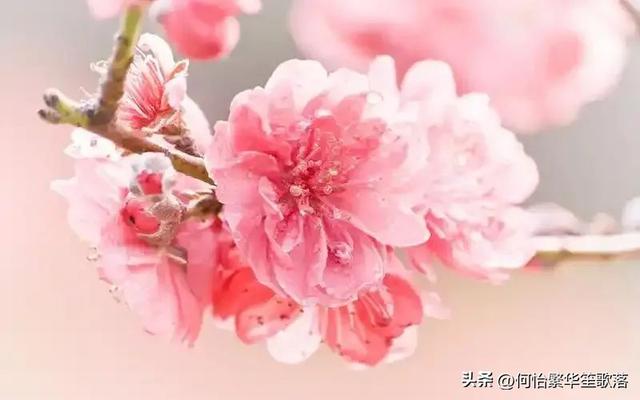 我的植物朋友（桃花）作文300字：三年级