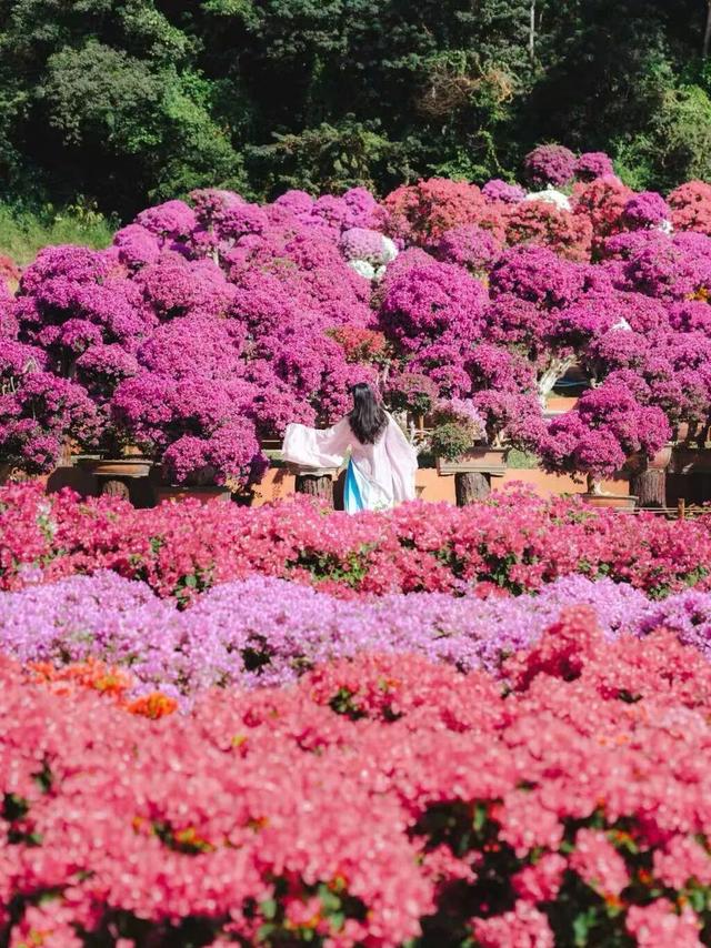 福田限定！11月起，在光影与花海中邂逅城市艺术
