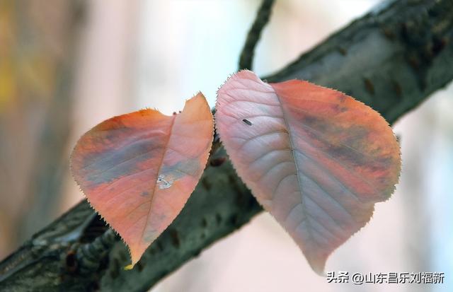 昌盛花园二期西区的冬景(下)