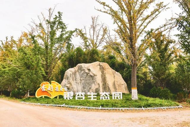 潍坊赏秋攻略！红叶、银杏、粉黛承包你的秋日浪漫～