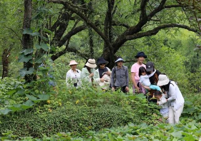 “山村收菜计划”再升级！杭城一批亲子家庭上周末驱车200公里赶到这个海拔600多米的小山村……