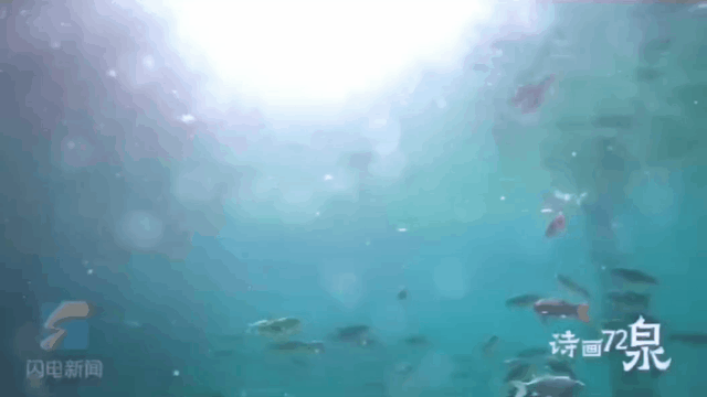 被济南泉水下的世界惊艳到了！