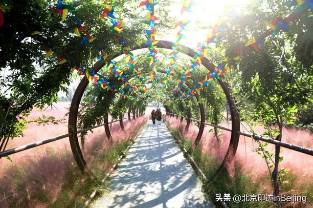 京城周末丨秋日限定浪漫,粉黛花海进入最美时节