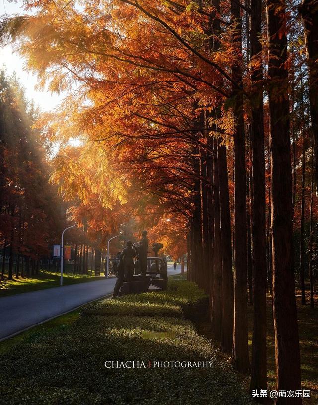 秋风一吹武汉就美成诗，戴家湖公园如水墨画，我脚步慢心也静了