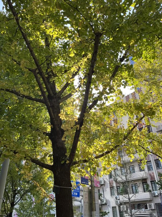 秋日限定|“落叶不扫”模式开启,44条景观道观赏指南请收藏!