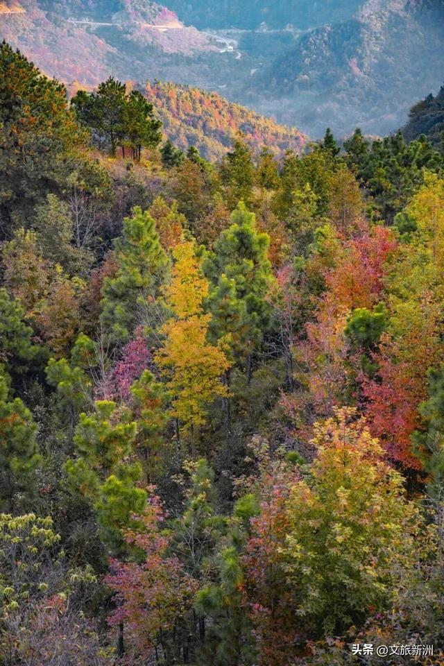 红枫公路、孤独的树......新洲这波秋日「隐藏款」，你知道几个？