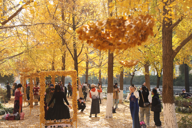 没扫的落叶，都去哪儿了？拱墅这片银杏林靠它火了