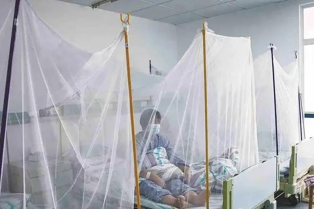 疫情已外溢，多地出现基孔肯雅热病例；上海最新情况通报，张文宏首次发声