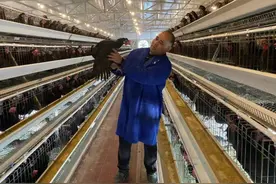 上林县：“鸡+鱼”立体循环养殖 实现生态与经济效益双赢图片