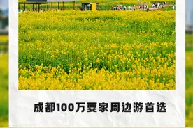 全部免费！成都20个油菜花地全攻略！顶流花田小众秘境，趁着天气好快冲！图片