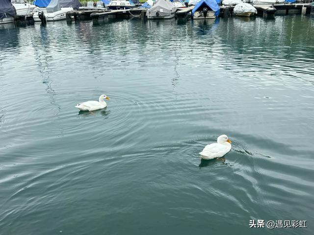 我的法意瑞之旅（八）瑞士施皮茨小镇、坐金色山口火车至卢塞恩