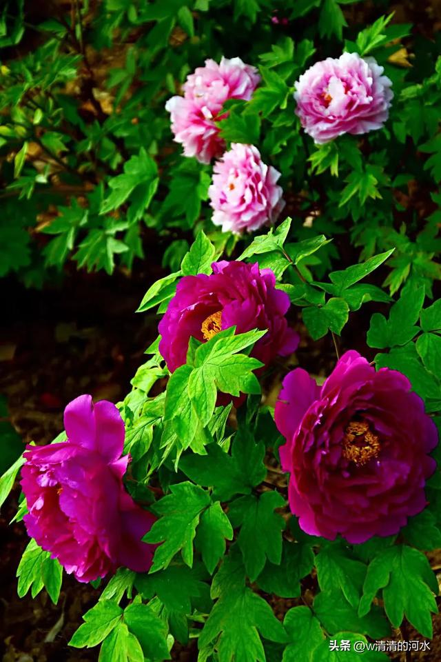 极美洛阳城牡丹迎春吐蕾绽放