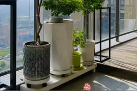 广东一女子用时9年，养出三角梅“梦中情株”，网友：一株封神图片