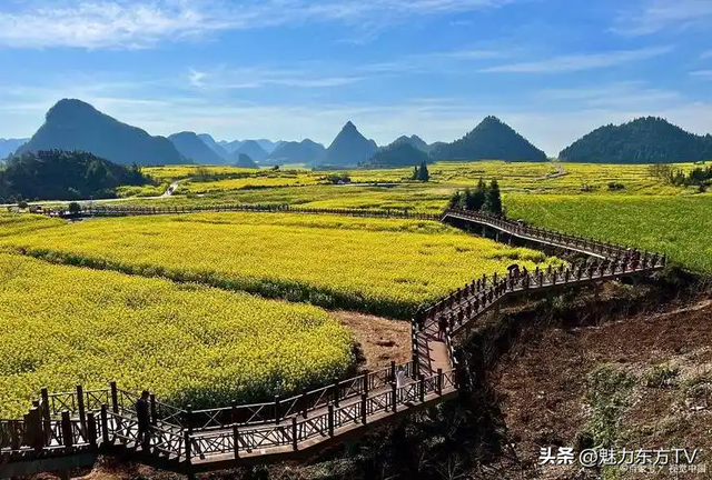‌全国油菜花争相绽放，又到了观看的最佳季节了，哪里观看最好呢
