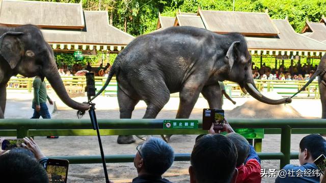 每日一景|西双版纳野象谷风景区