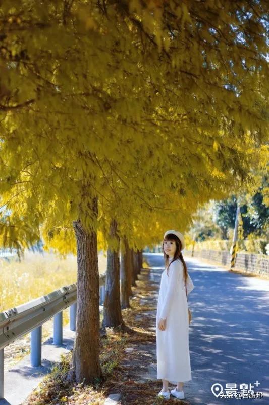 C型弯落羽松树海美拍秘境！8大取景模板3大景点顺游