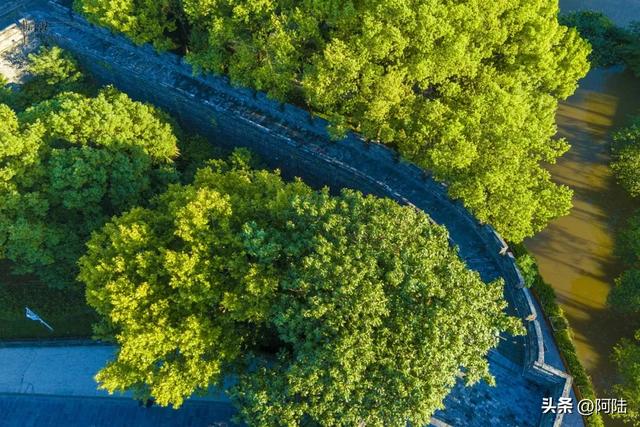 荆州的西门静悄悄,大树掩映着古城墙,郁郁葱葱更显冷清