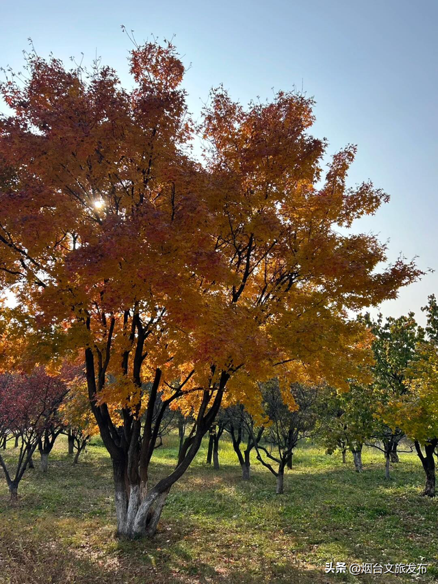 【乐游烟台】在植物园看到了此生最绚烂的秋天