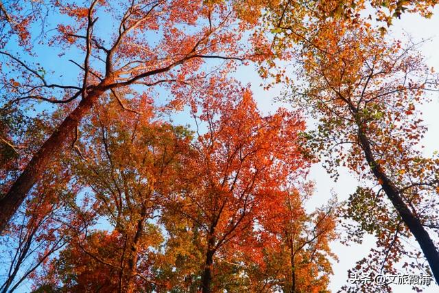 霞浦这处全球纬度最南枫香林,藏着闽东最浓的红韵