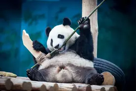 庆生新方式 沈阳森林动物园免费游——市民福利驾到图片