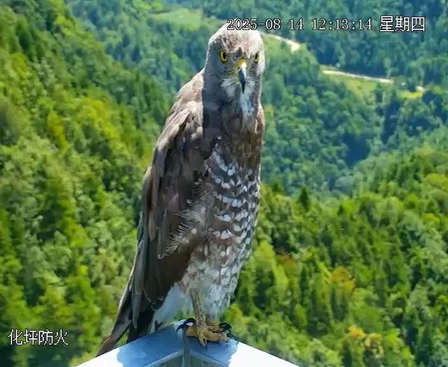 岁月守绿 “森森”不息——探秘甘肃小陇山国家级自然保护区