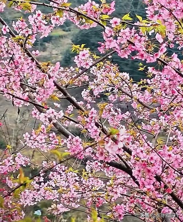 成都附近千亩樱花开了，漫山遍野粉色云霞，超级漂亮，不要门票！