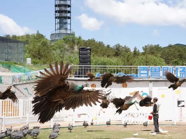提前收好！双节假期大青山野生动物园又上大批新玩儿法