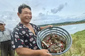 “蟹”逅夏日的第一口鲜！青岛这里的万亩养殖梭子蟹进入收获季图片