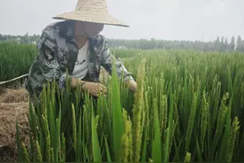 淄博： 以“四流合一”新模式助力乡村振兴图片