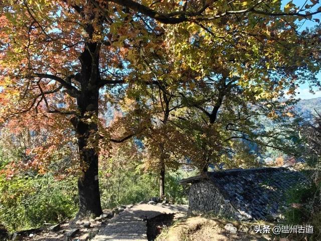 温州这两条知名红枫古道已经红啦!周末是最佳观赏期,不要错过!