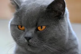 和猫关系“再好”，也要牢记这“8不要”，不然它会记恨你图片