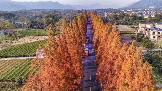 桂林临桂区：水杉着“红妆”扮靓公路