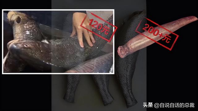 极品鱼胶多少钱一斤干的 2025年极品鱼胶一斤15头的价格